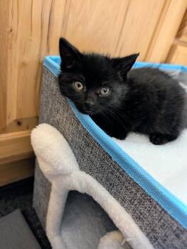 Sharpie -  Domestic Short Hair Cat for Adoption in Westfield, Wisconsin - Sharpie | PetCurious