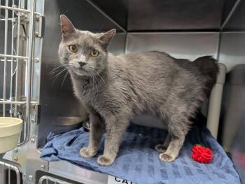Lady Gray - Visit At Petsmart Lynchburg -  Domestic Short Hair Cat for Adoption in Rustburg, Virginia - Lady Gray - Visit At Petsmart Lynchburg | PetCurious