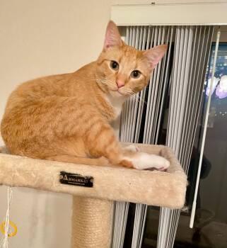 Domestic Short Hair Cats Available for Adoption in Pasco, Washington - Aries | PetCurious
