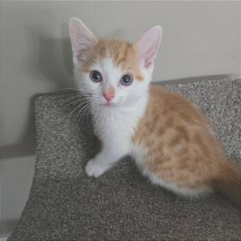 Basil -  Domestic Medium Hair Cat for Adoption in Richmond, Virginia - Basil | PetCurious