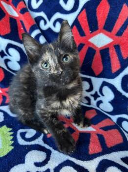 Lunette -  Domestic Short Hair Cat for Adoption in Corpus Christi, Texas - Lunette | PetCurious