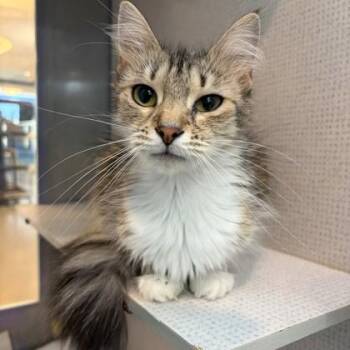 Rummy -  Domestic Medium Hair Cat for Adoption in Richmond, Virginia - Rummy | PetCurious