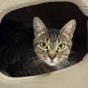 Candace -  Domestic Short Hair Cat for Adoption - Candace | PetCurious