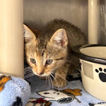 Griffin -  Domestic Short Hair Cat for Adoption in Springfield, Illinois - Griffin | PetCurious