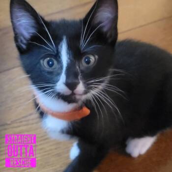 Watson -  Domestic Short Hair Cat for Adoption in Vancouver, British Columbia - Watson | PetCurious