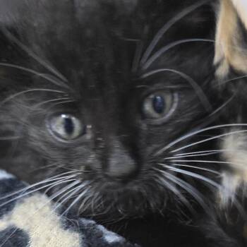 Velox 26-0702 -  Domestic Short Hair Cat for Adoption in Yanceyville, North Carolina - Velox 26-0702 | PetCurious
