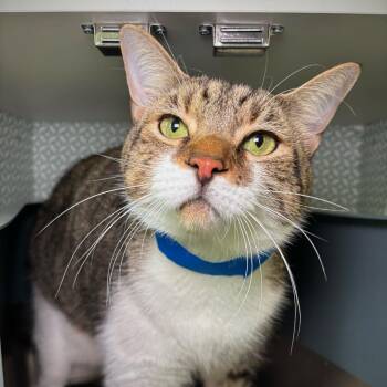Vlad -  Domestic Short Hair Cat for Adoption in Englewood, Florida - Vlad | PetCurious