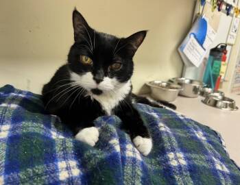 Domestic Short Hair Cats Available for Adoption in Maple Ridge, British Columbia - Martha Stewart | PetCurious