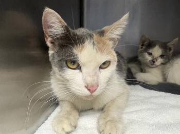 CASSIDY* -  Domestic Short Hair Cat for Adoption in Santa Cruz, California - CASSIDY* | PetCurious