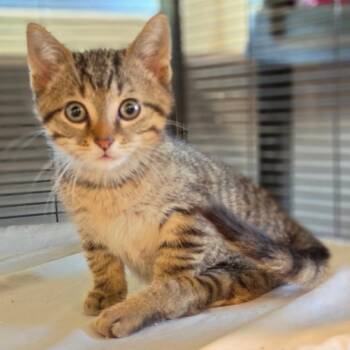 Mosley -  Domestic Short Hair Cat for Adoption in Muncie, Indiana - Mosley | PetCurious