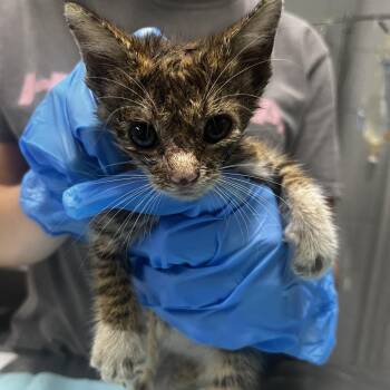 Coat -  Domestic Short Hair Cat for Adoption in Summerville, South Carolina - Coat | PetCurious