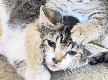 Mochi -  Domestic Short Hair Cat for Adoption in Daytona Beach, Florida - Mochi | PetCurious