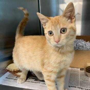 Peach -  Domestic Short Hair Cat for Adoption in San Antonio, Texas - Peach | PetCurious