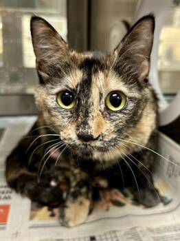 Kaleidoscope -  Domestic Short Hair Cat for Adoption in Wichita, Kansas - Kaleidoscope | PetCurious