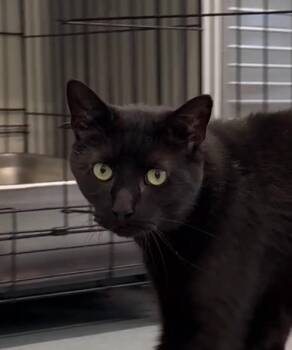 Nero -  Domestic Short Hair Cat for Adoption in Cumberland, Maine - Nero | PetCurious