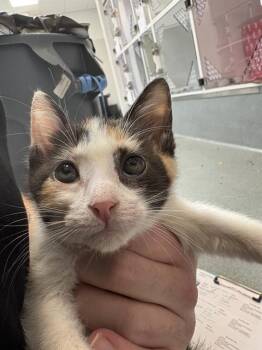 MILLIE -  Domestic Short Hair Cat for Adoption in Indianapolis, Indiana - MILLIE | PetCurious