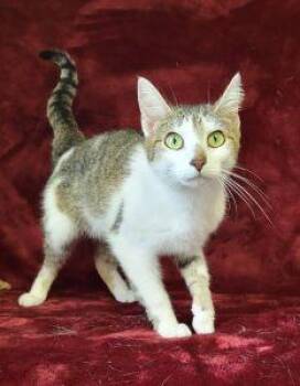 Bella -  Domestic Short Hair Cat for Adoption in Bucyrus, Ohio - Bella | PetCurious