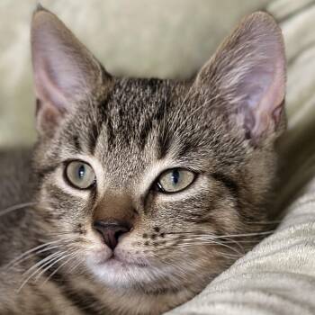 Dr. Finkelstein -  Domestic Short Hair Cat for Adoption in Victor, New York - Dr. Finkelstein | PetCurious
