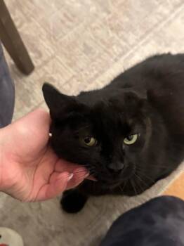 Winnie -  Domestic Short Hair Cat for Adoption in Boston, Massachusetts - Winnie | PetCurious