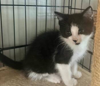 Sasha -  Domestic Short Hair Cat for Adoption in Westfield, New York - Sasha | PetCurious