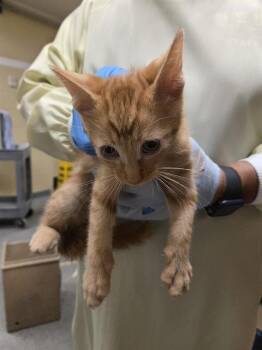 CRUSH -  Domestic Short Hair Cat for Adoption in Kent, Washington - CRUSH | PetCurious