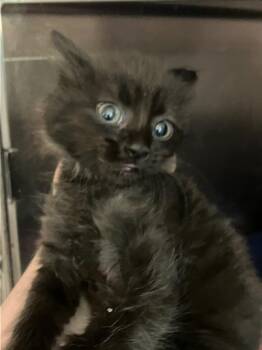 Nova -  Domestic Short Hair Cat for Adoption in Heathsville, Virginia - Nova | PetCurious