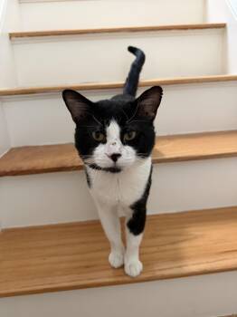 Domestic Short Hair Cats Available for Adoption - JB | PetCurious