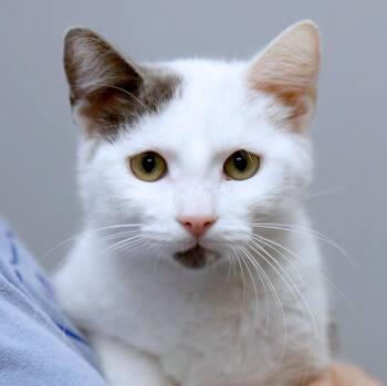 Anna (AO37257) -  Domestic Short Hair Cat for Adoption in Kansas City, Kansas - Anna (AO37257) | PetCurious