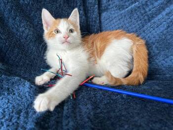 Cookie -  Domestic Short Hair Cat for Adoption in Corpus Christi, Texas - Cookie | PetCurious