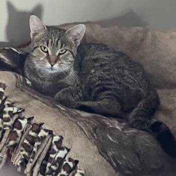 Rescue American Shorthair Cats for Adoption in Rochester, Minnesota - Found Mantorville | PetCurious