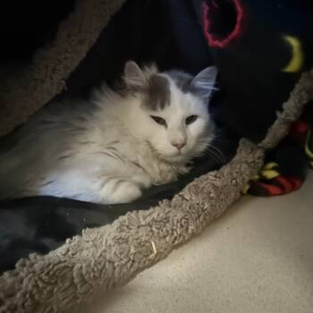 Rescue Domestic Long Hair Cats for Adoption in Pagosa Springs, Colorado - Whiskers | PetCurious