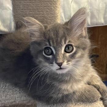 Domestic Medium Hair Cats Available for Adoption in Kingman, Arizona - Niles | PetCurious