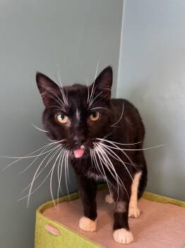 Edwin -  Domestic Short Hair Cat for Adoption in Omaha, Nebraska - Edwin | PetCurious