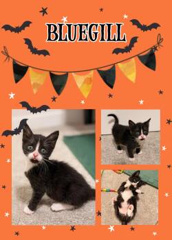 Bluegill -  Domestic Short Hair Cat for Adoption in Pasco, Washington - Bluegill | PetCurious