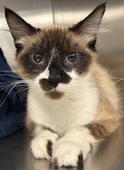 CYPRESS* -  Ragdoll and Domestic Short Hair Cat Available for Adoption in Santa Cruz, California - CYPRESS* | PetCurious