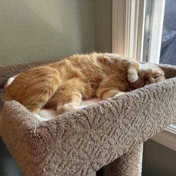 Tom -  Domestic Short Hair Cat for Adoption in Los Angeles, California - Tom | PetCurious