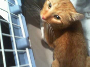 Domestic Short Hair Cats Available for Adoption in Charlotte, North Carolina - MR. CHESTER | PetCurious