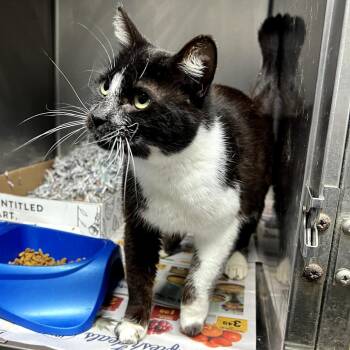 Domestic Short Hair Cats Available for Adoption in New York, New York - Splish | PetCurious