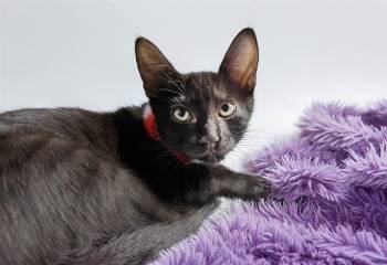 BUGZY -  Domestic Short Hair Cat for Adoption in Fort Lauderdale, Florida - BUGZY | PetCurious