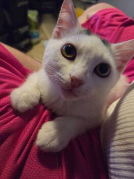 Domestic Short Hair Cats Available for Adoption in Deltona, Florida - Bunny | PetCurious