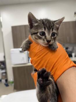 MANTIS -  Domestic Short Hair Cat for Adoption in Baytown, Texas - MANTIS | PetCurious