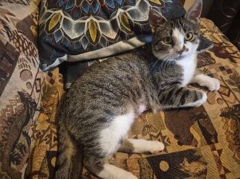 Kaye -  Domestic Short Hair Cat Available for Adoption in Menasha, Wisconsin - Kaye | PetCurious