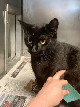 Honor -  Domestic Short Hair Cat for Adoption in Heathsville, Virginia - Honor | PetCurious