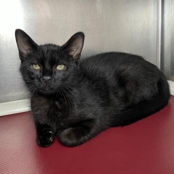 Dwight -  Domestic Short Hair Cat for Adoption in Roanoke, Virginia - Dwight | PetCurious