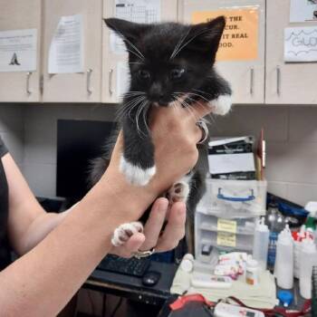 Domestic Long Hair Cats Available for Adoption in Lufkin, Texas - Chuckie | PetCurious