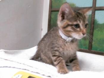 POPPY -  Domestic Short Hair Cat for Adoption in Houston, Texas - POPPY | PetCurious