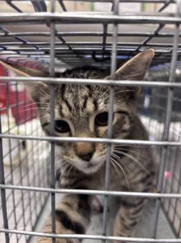 LUCIOUS -  Domestic Short Hair Cat for Adoption in Las Vegas, Nevada - LUCIOUS | PetCurious