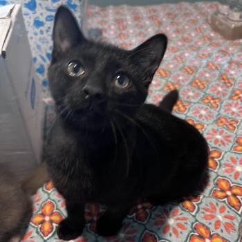 Homer 56091 -  Domestic Short Hair Cat for Adoption in Eaton Rapids, Michigan - Homer 56091 | PetCurious