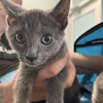 Chico -  Domestic Short Hair Cat for Adoption in Greensboro, North Carolina - Chico | PetCurious