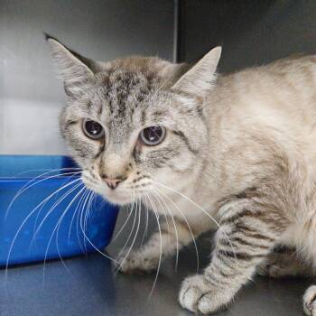 Rescue Domestic Short Hair Cats for Adoption in Idaho Falls, Idaho - Falcon | PetCurious